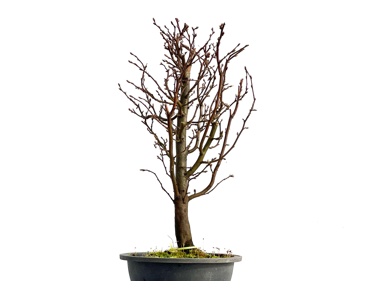 Carpinus Betulus 0864