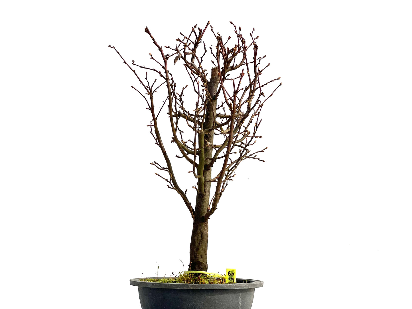 Carpinus Betulus 0864