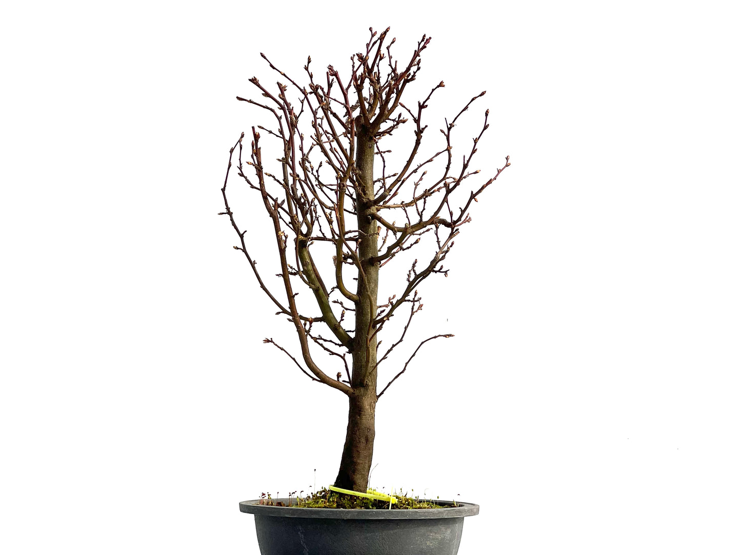 Carpinus Betulus 0864