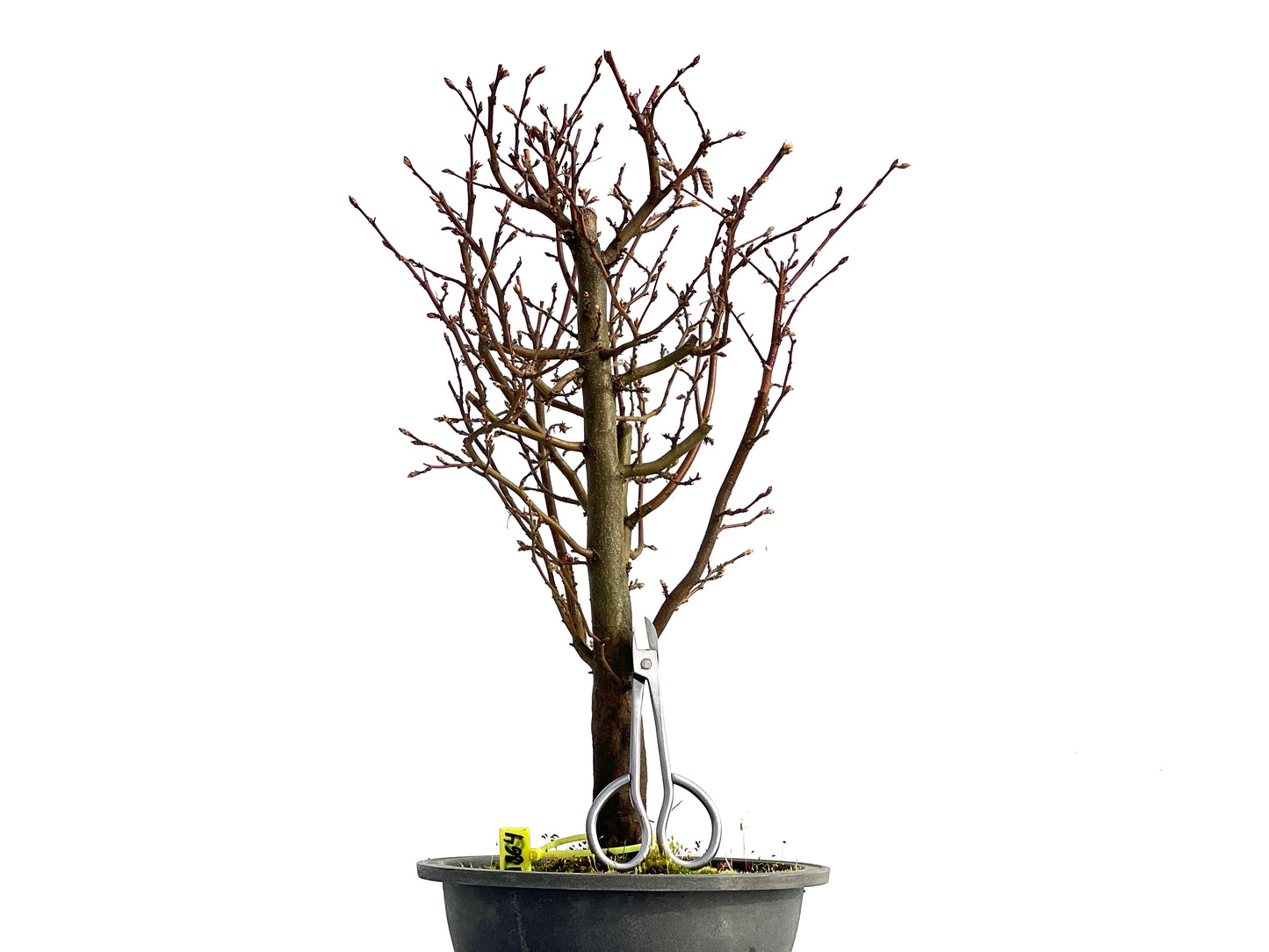 Carpinus Betulus 0864