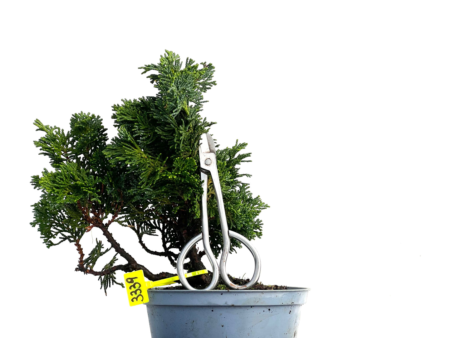 Chamaecyparis Obtusa Nana 3339
