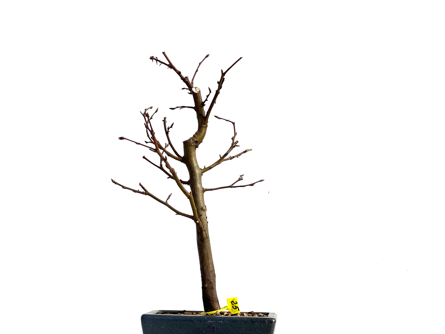 Carpinus Betulus 1251