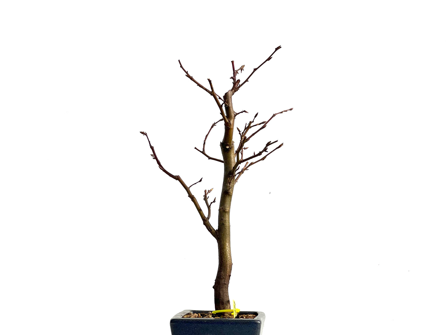 Carpinus Betulus 1251