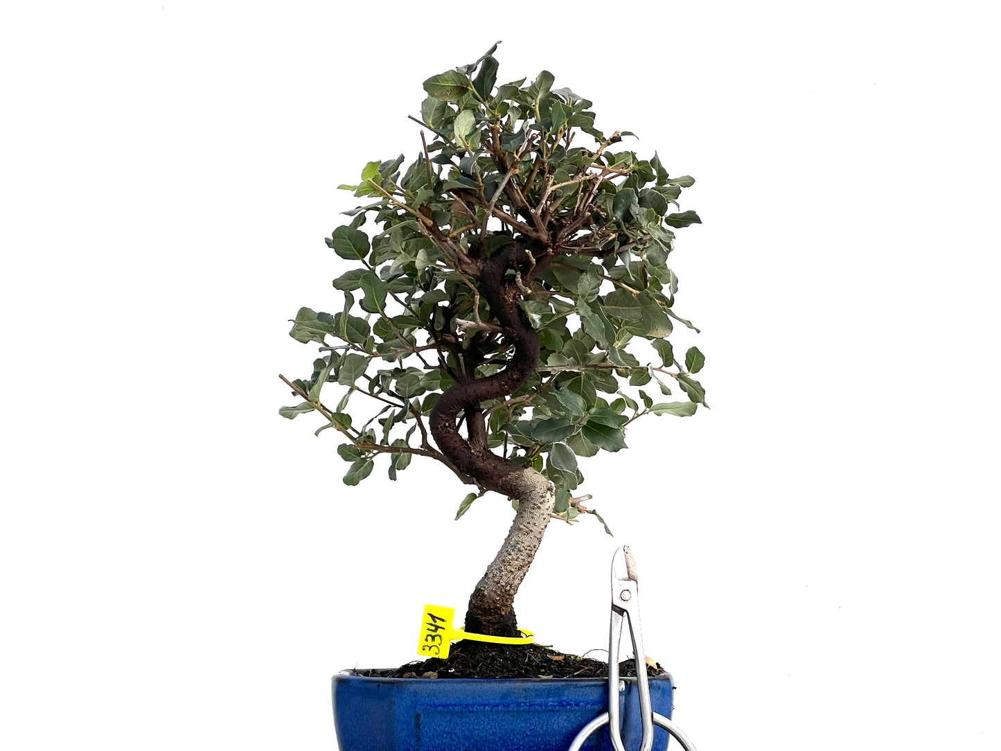 Quercus Suber 3341