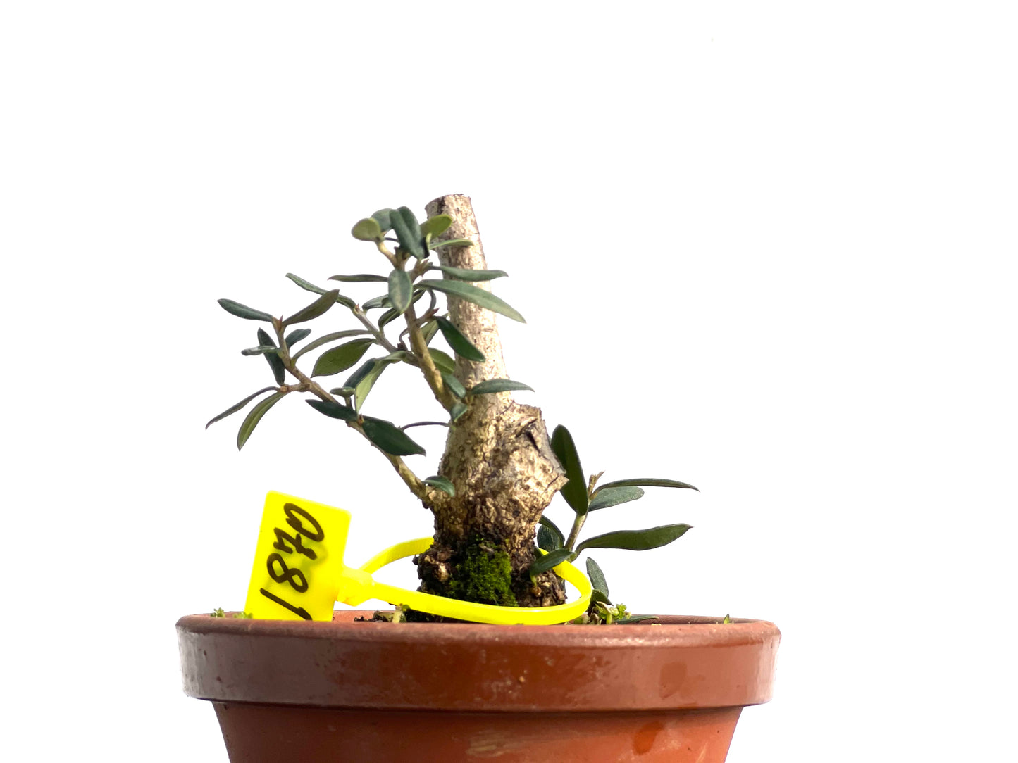 Olea Europaea Sylvestris 1870