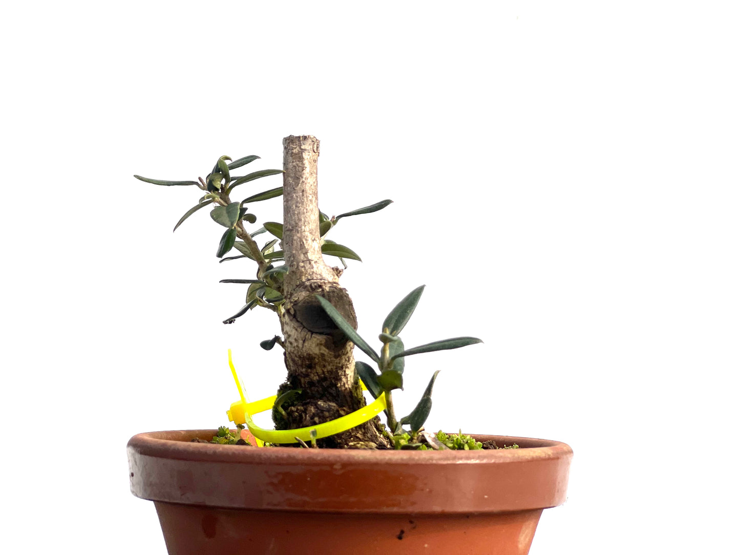 Olea Europaea Sylvestris 1870