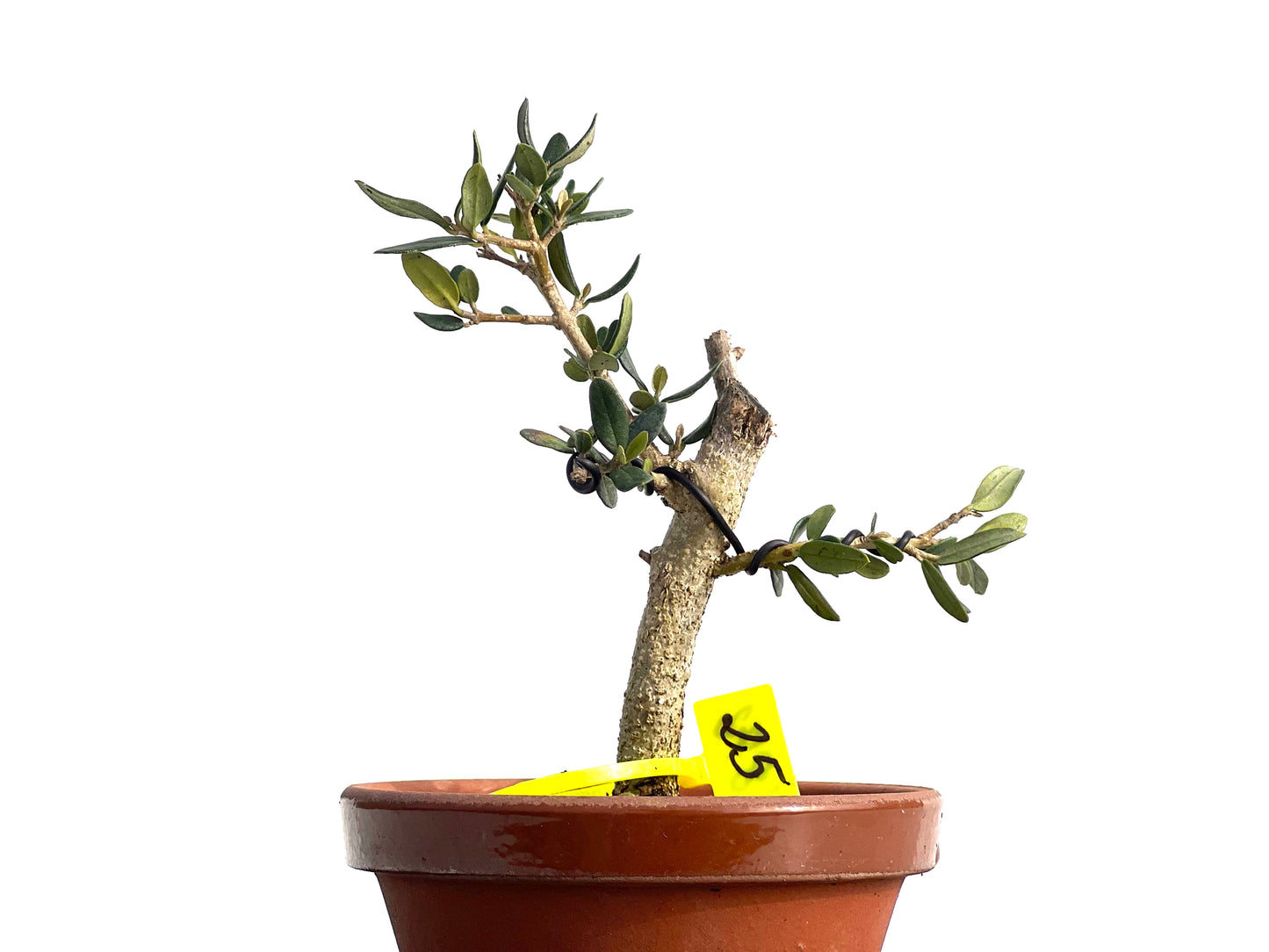 Olea Europaea Sylvestris 1872