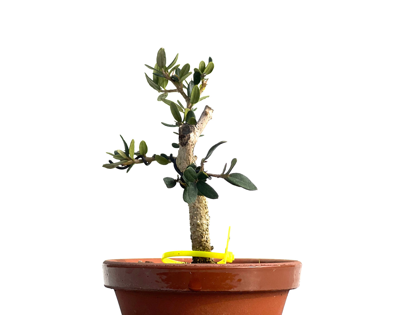 Olea Europaea Sylvestris 1872