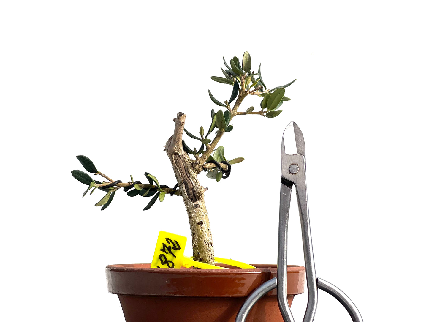 Olea Europaea Sylvestris 1872