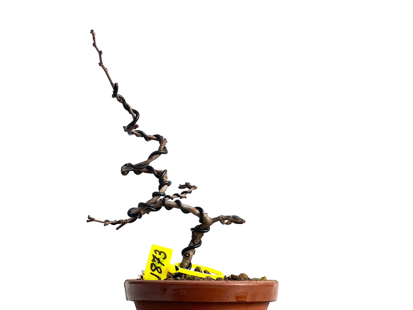 Celastrum Orbiculatus 1873