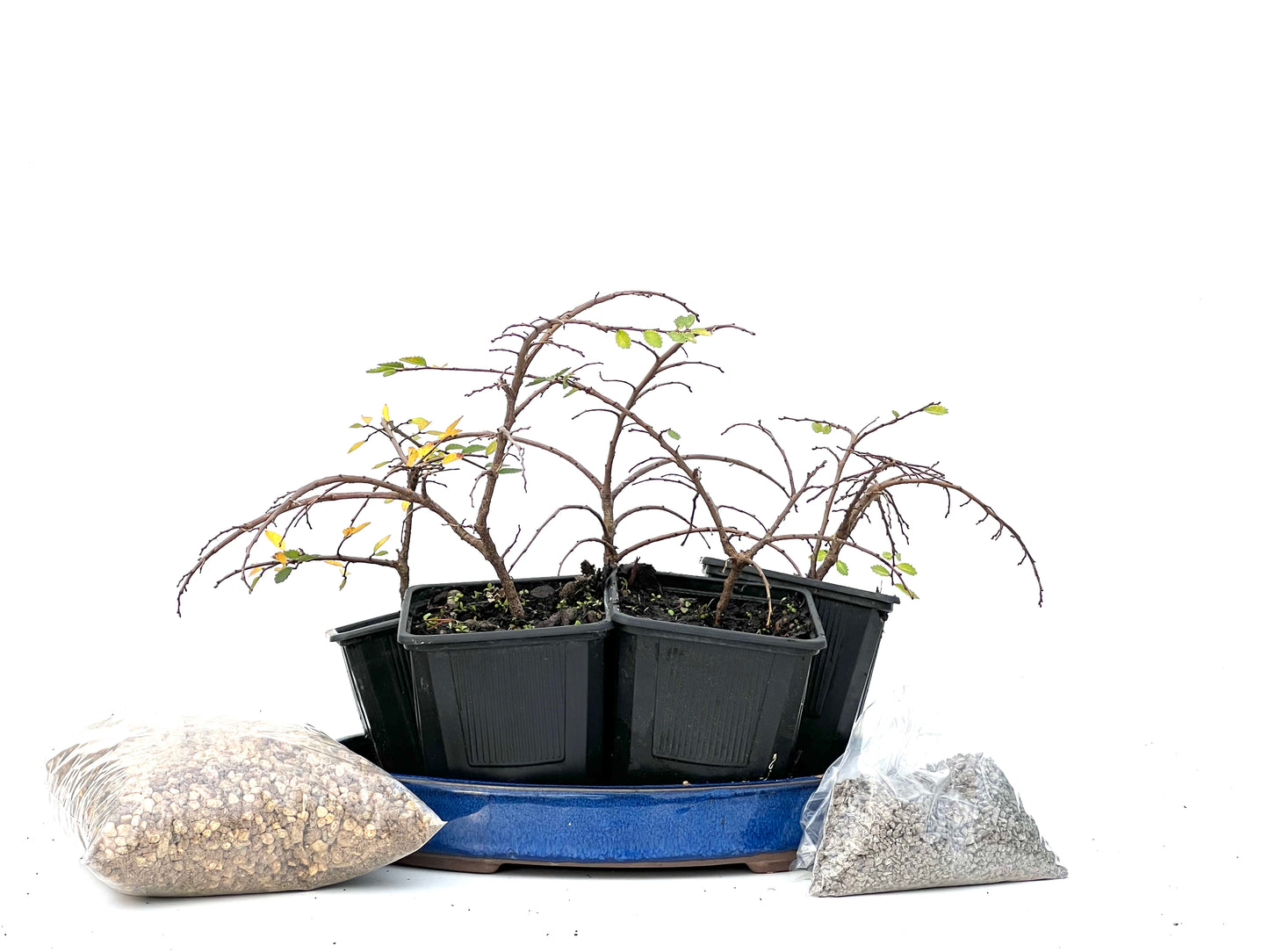 BohePack - Bosque Ulmus Parvifolia