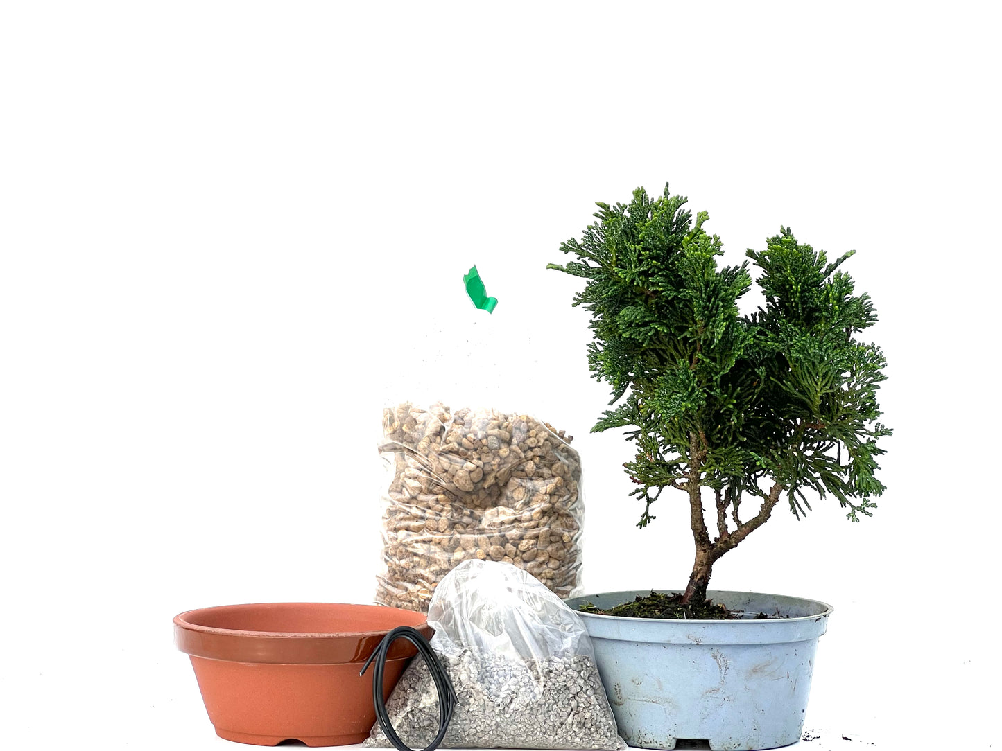 BohePack - Chamaecyparis Obtusa Nana