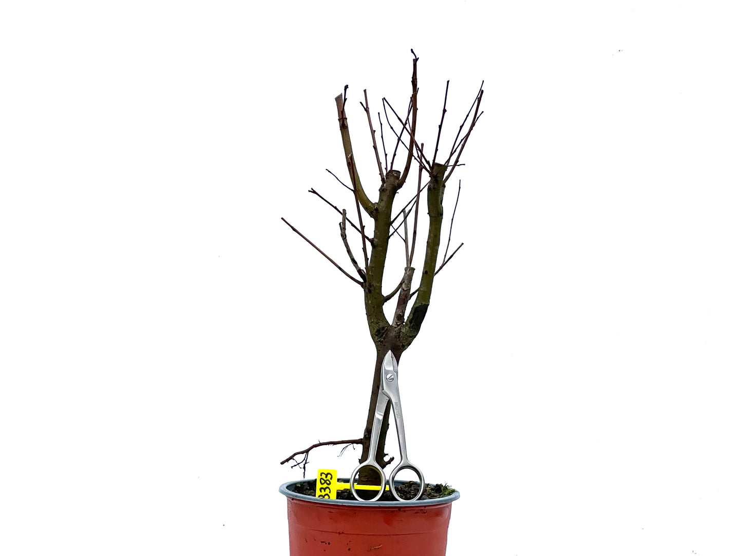 Ulmus Minor 3383