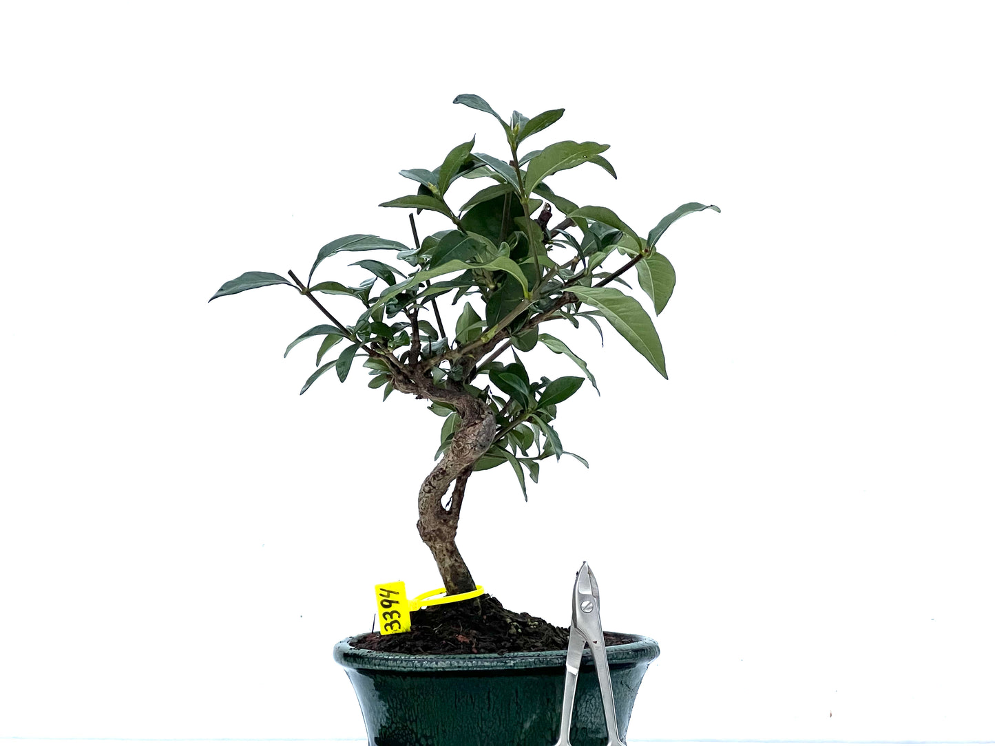 Gardenia Jasminoide 3394