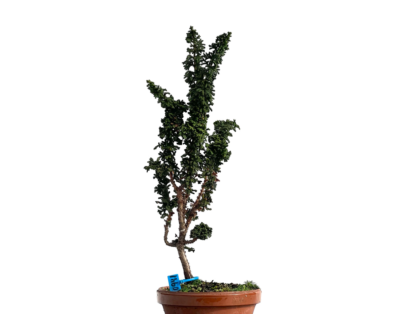 Sekka Hinoki 0941