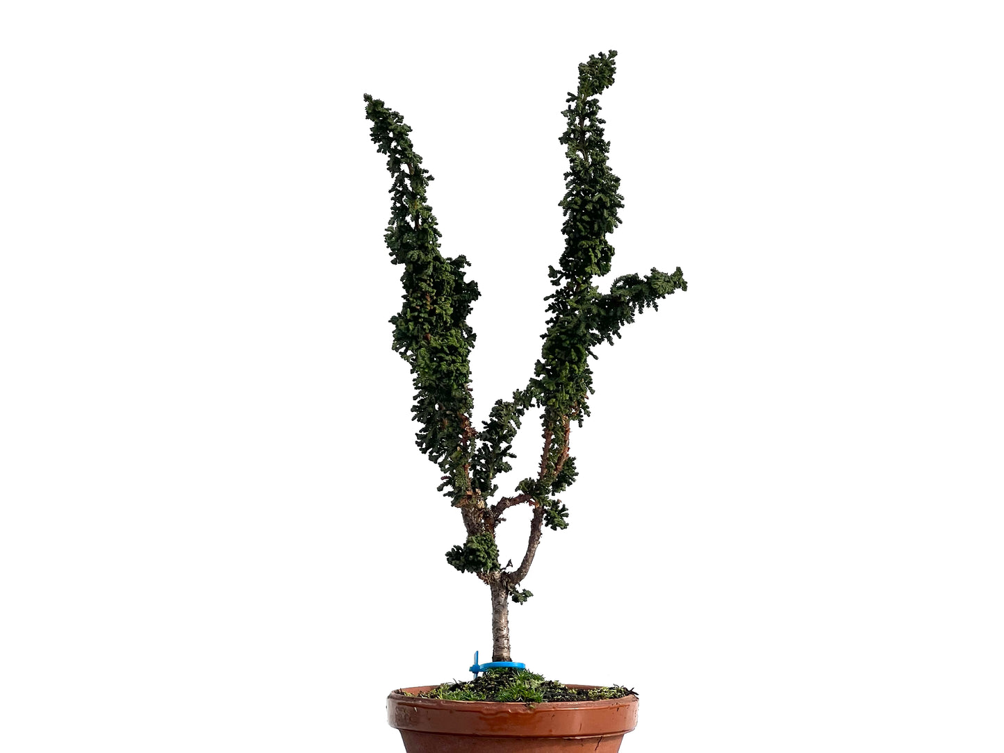 Sekka Hinoki 0941