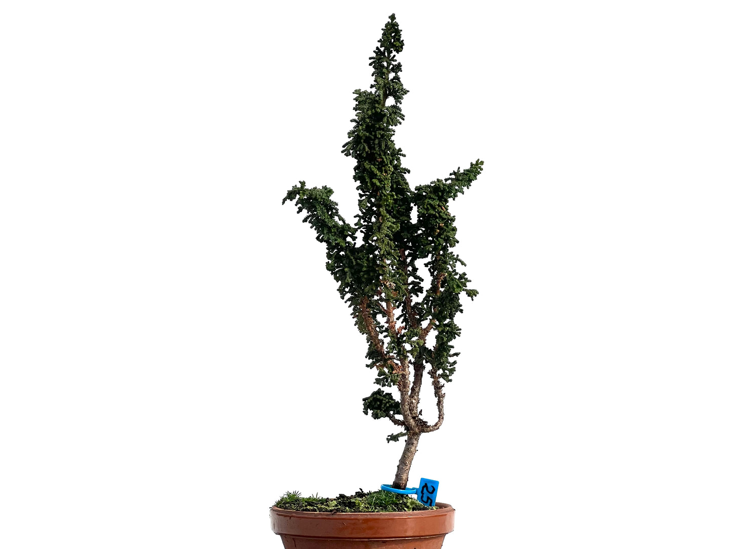 Sekka Hinoki 0941