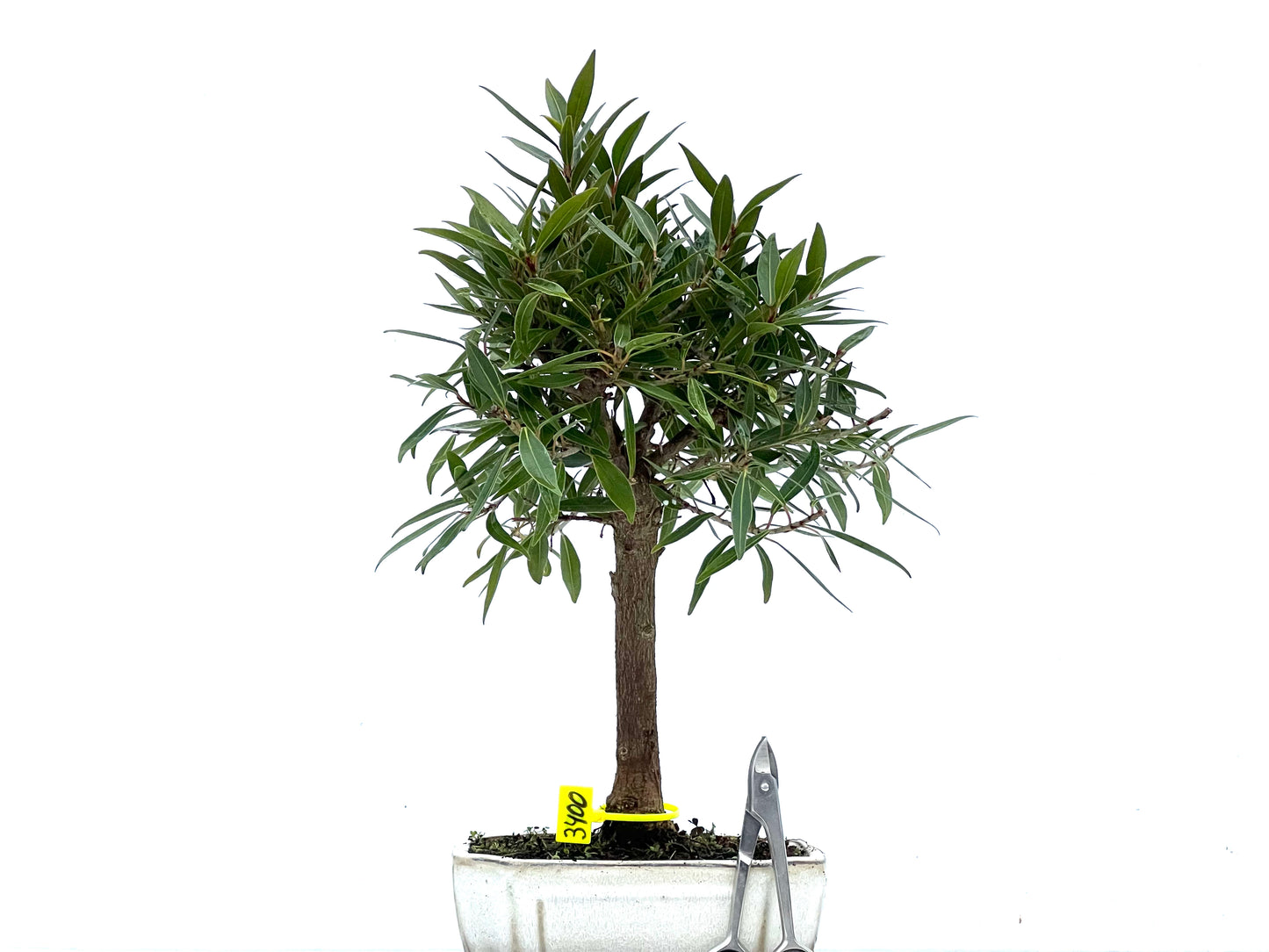 Ficus Nerifolia 3400
