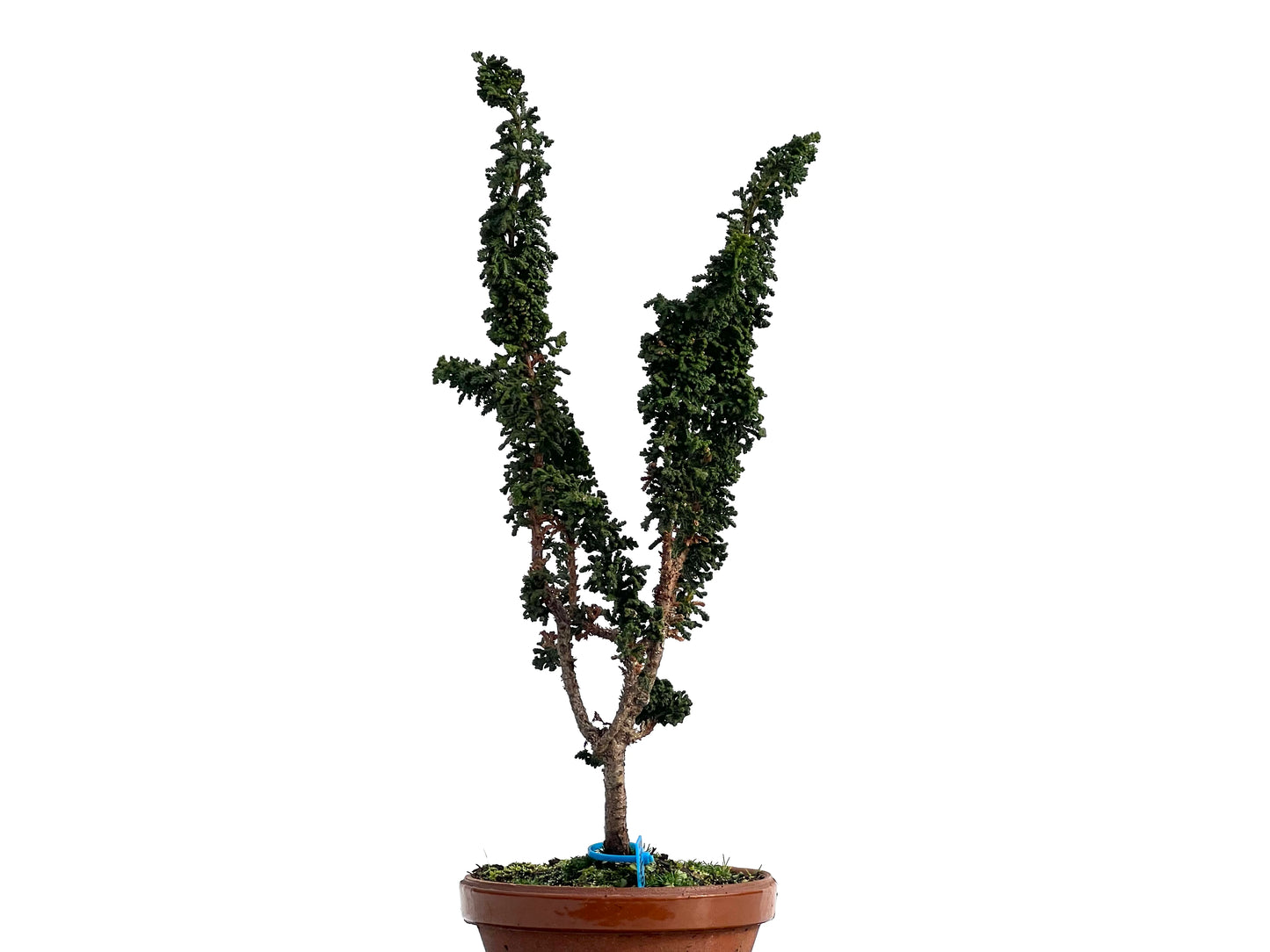 Sekka Hinoki 0941