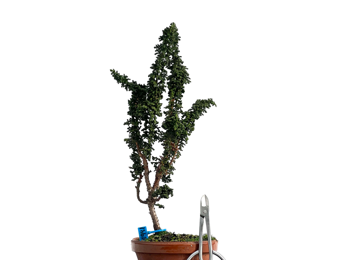 Sekka Hinoki 0941