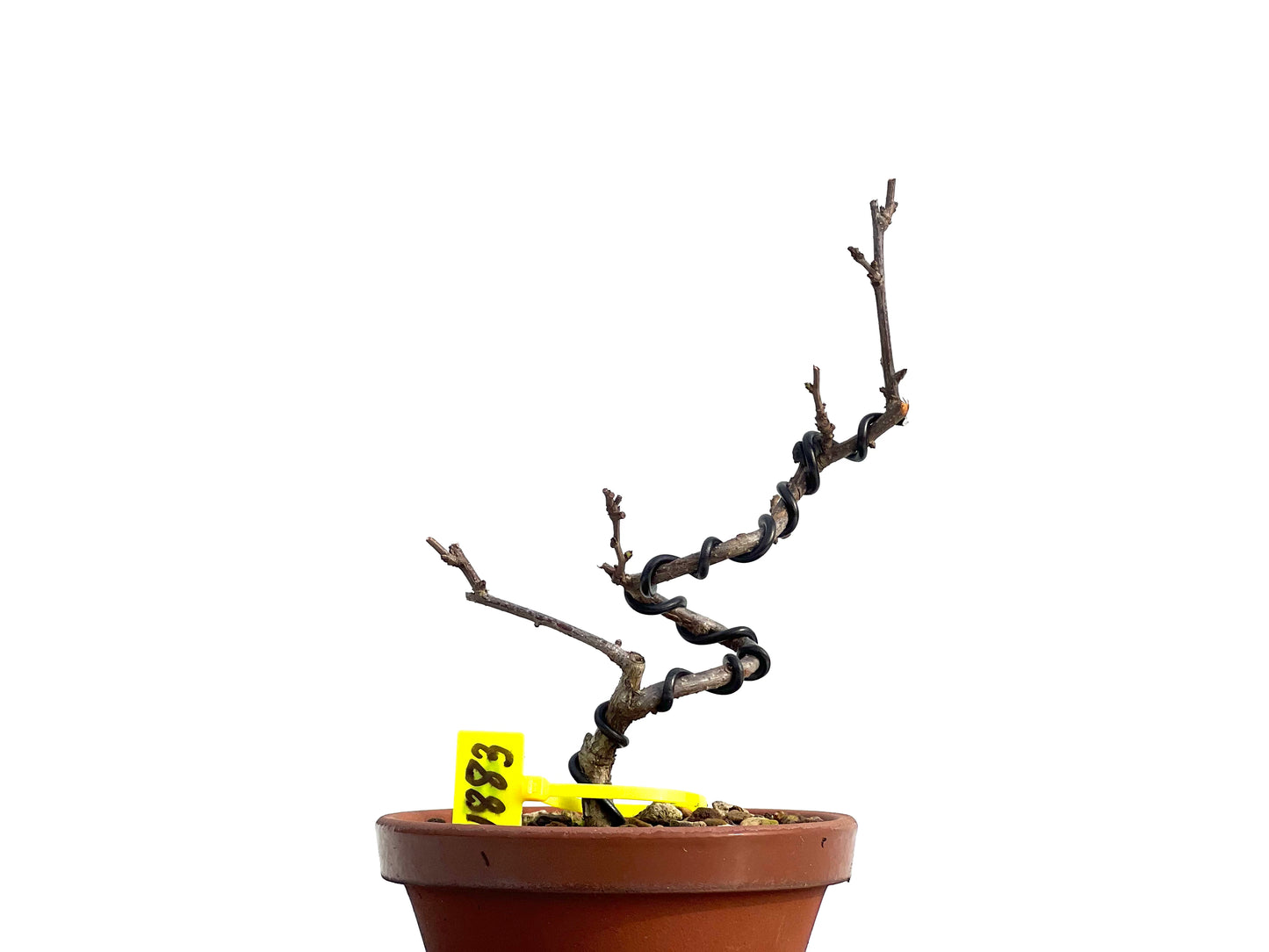 Celastrum Orbiculatus 1883