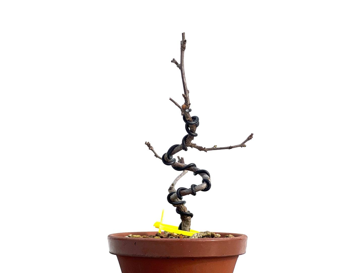 Celastrum Orbiculatus 1883