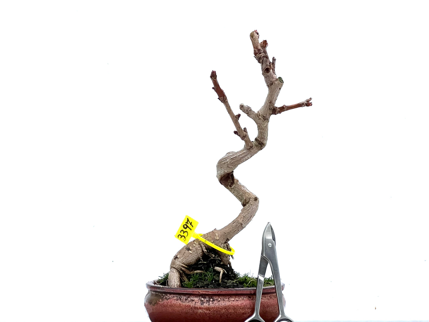 Ginkgo Biloba 3397