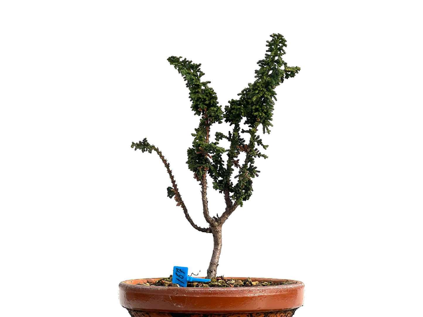 Sekka Hinoki 1167