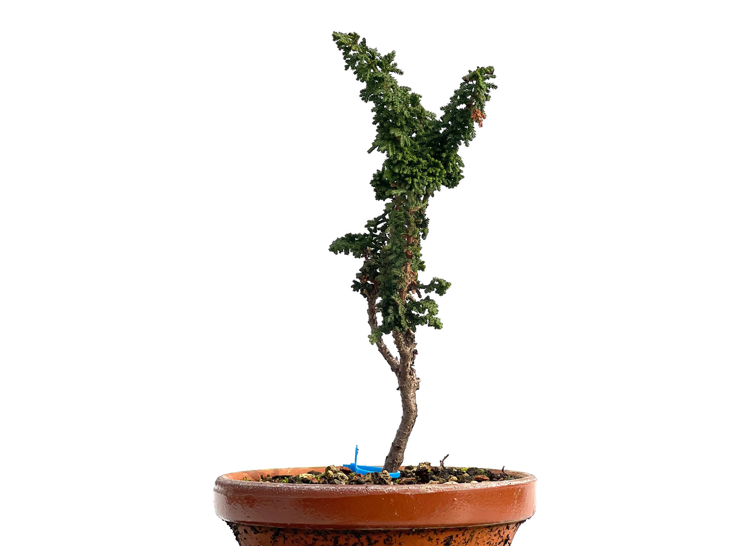 Sekka Hinoki 1167