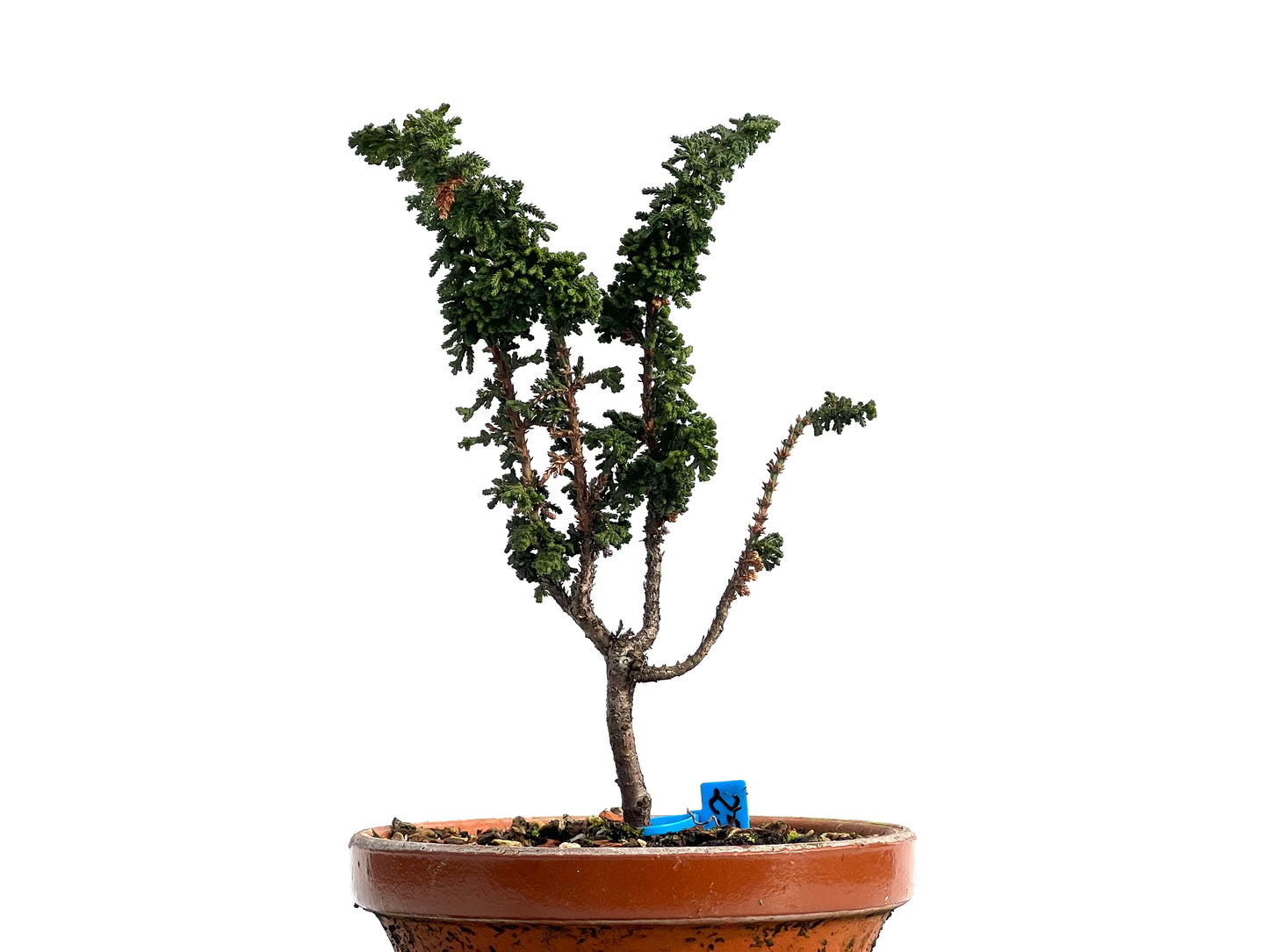 Sekka Hinoki 1167