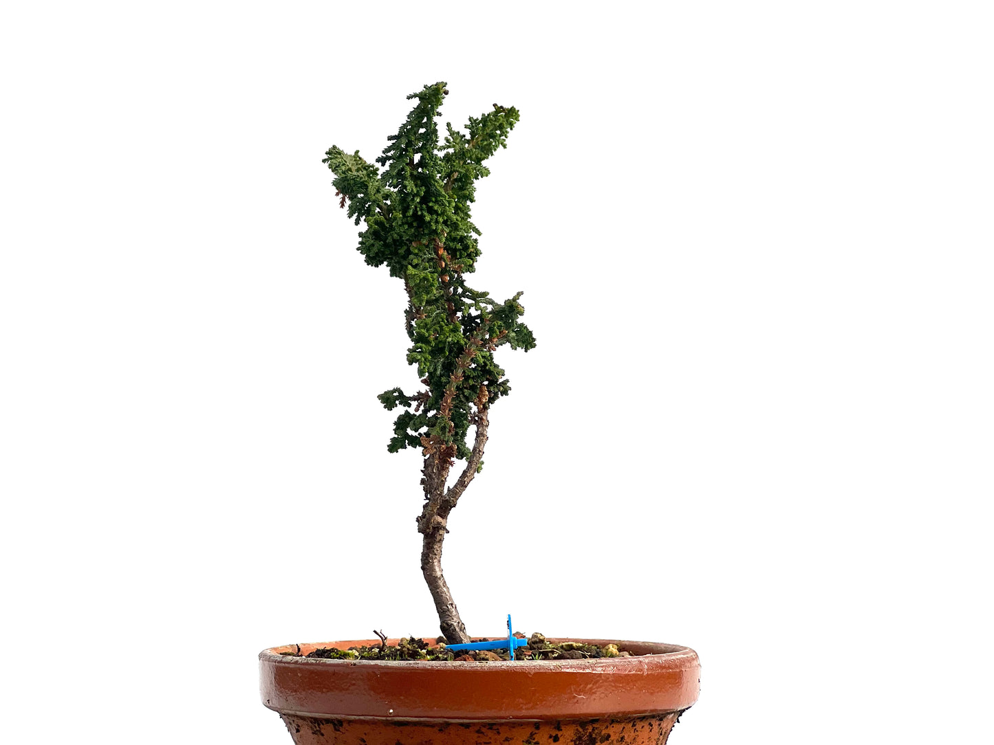Sekka Hinoki 1167