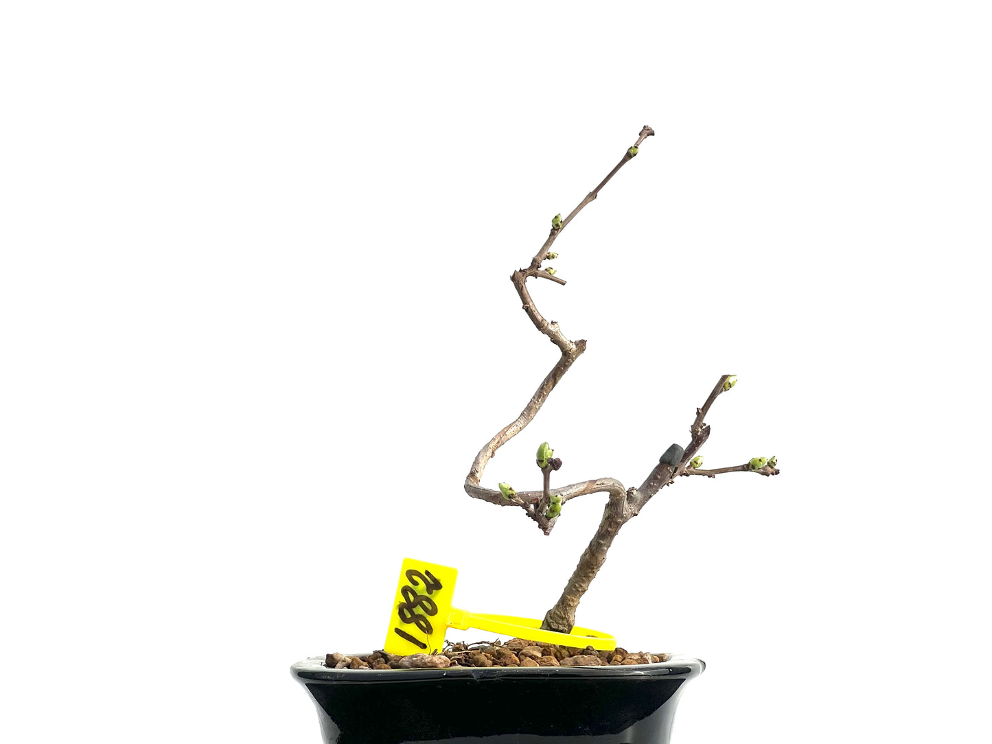 Celastrum Orbiculatus 1882