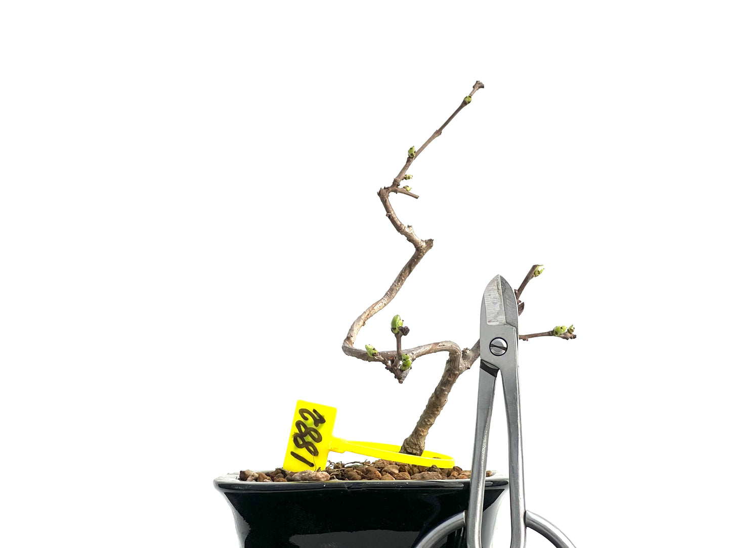 Celastrum Orbiculatus 1882