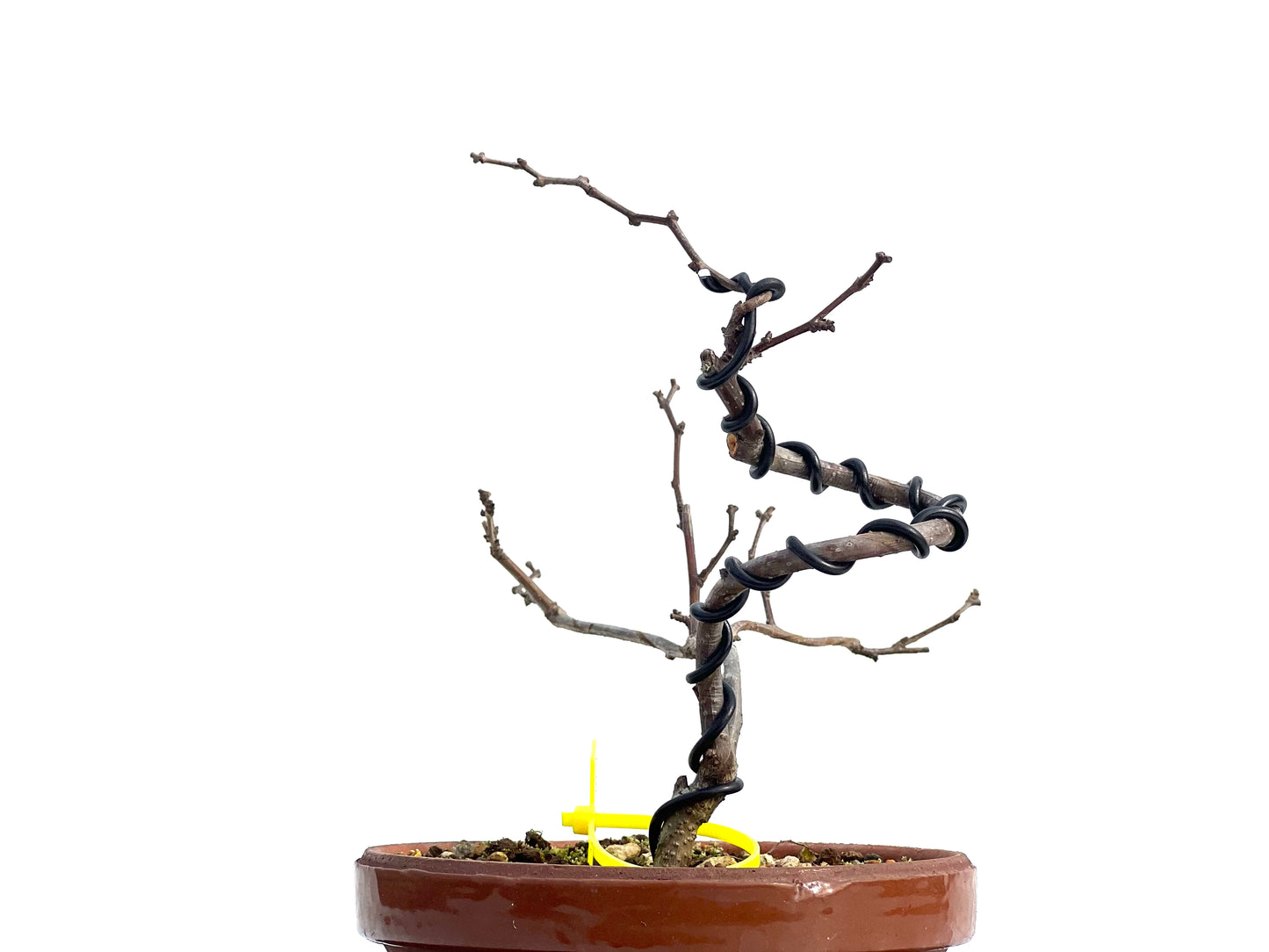 Celastrum Orbiculatus 1885