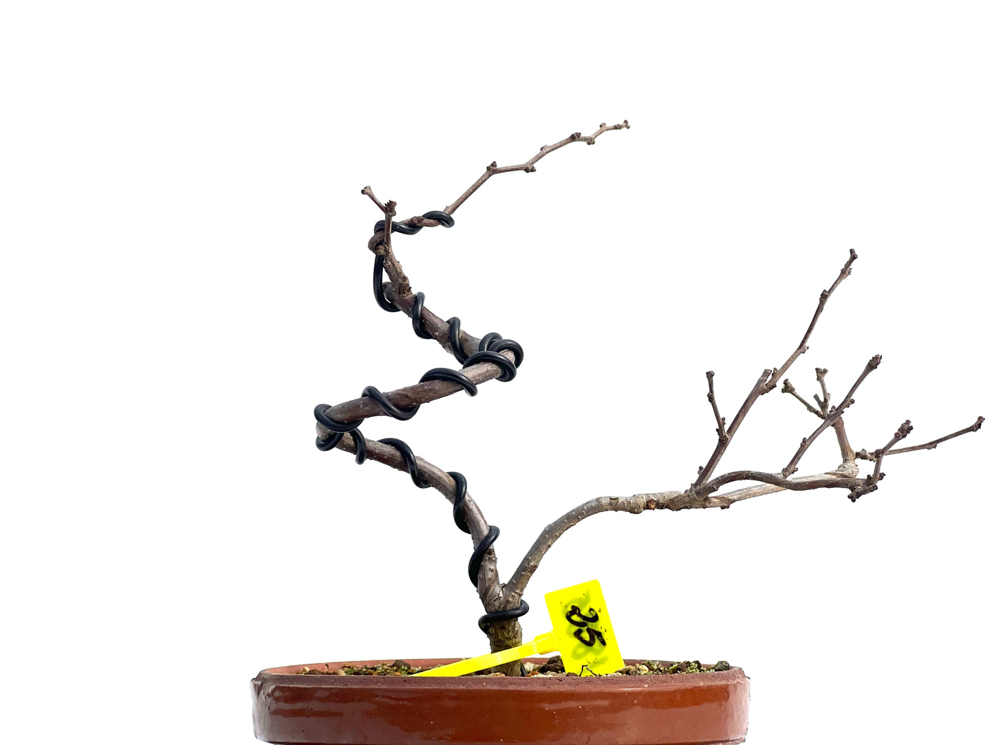 Celastrum Orbiculatus 1885