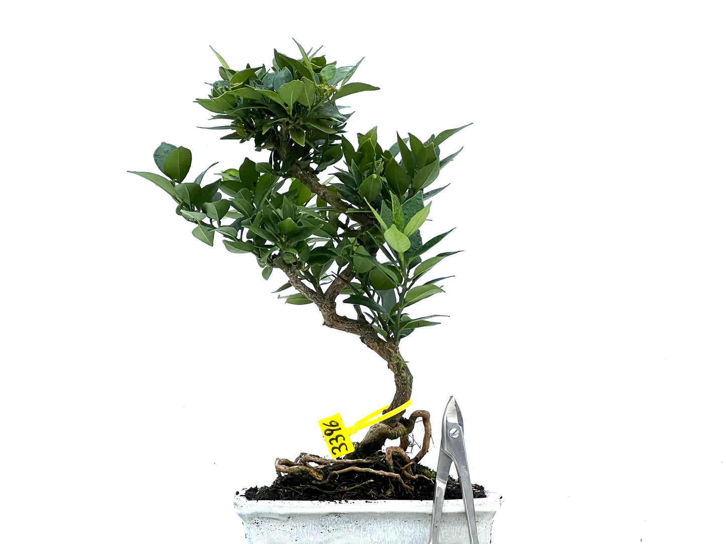 Citrus Myrtifolia 3396