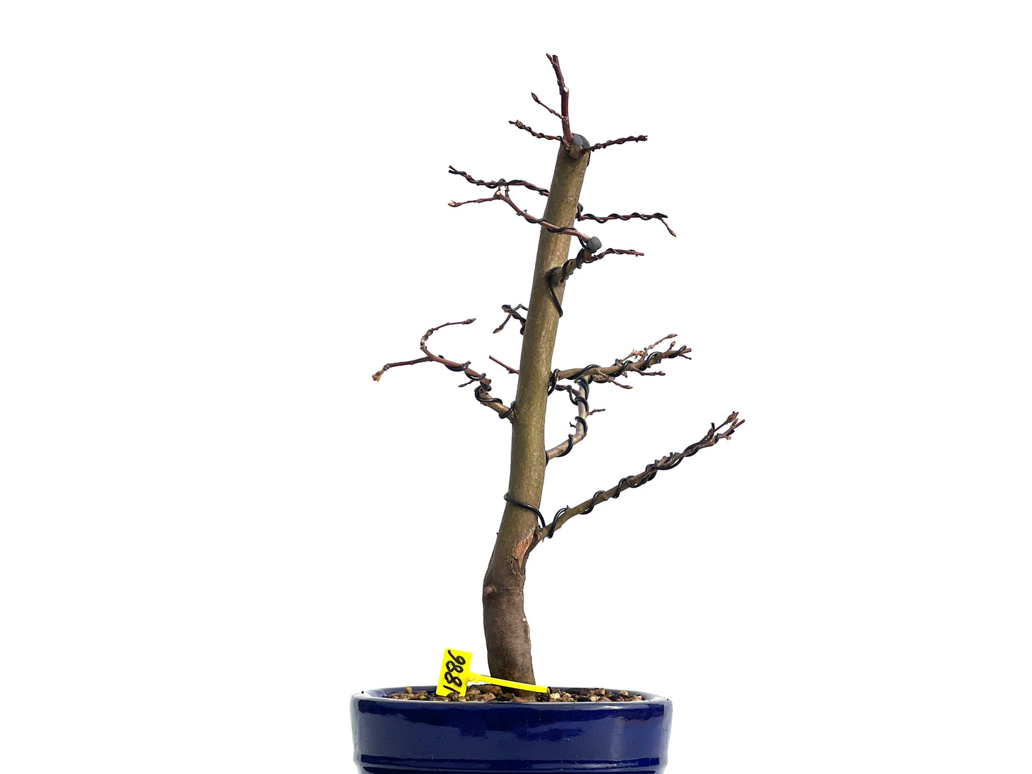 Carpinus Betulus 1886