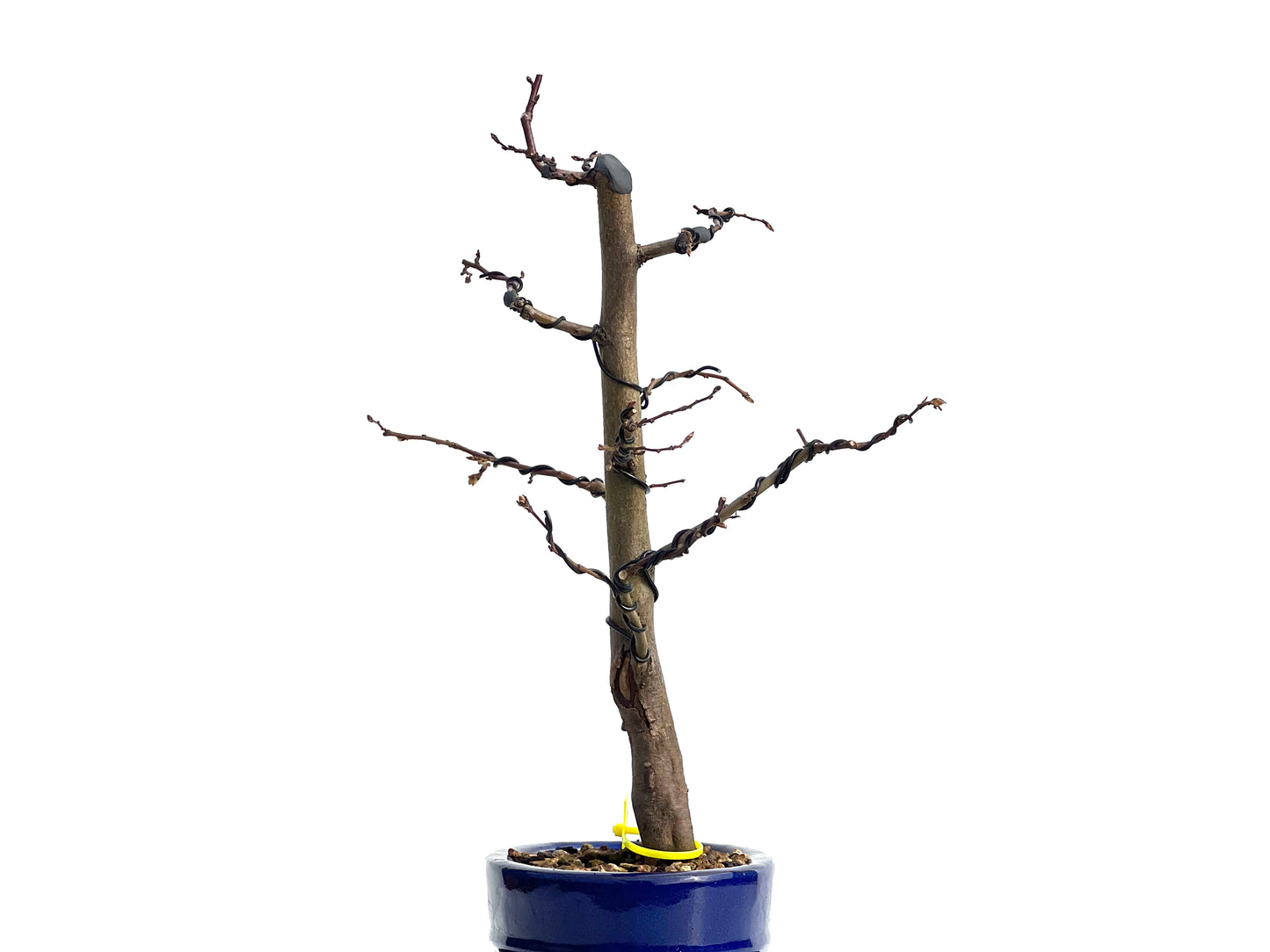 Carpinus Betulus 1886