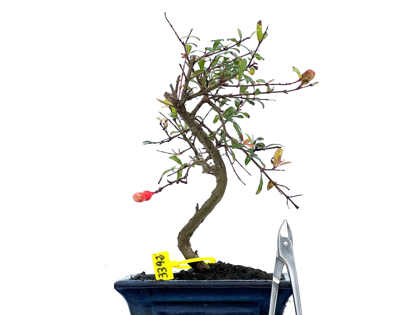 Punica Granatum Nana 3392