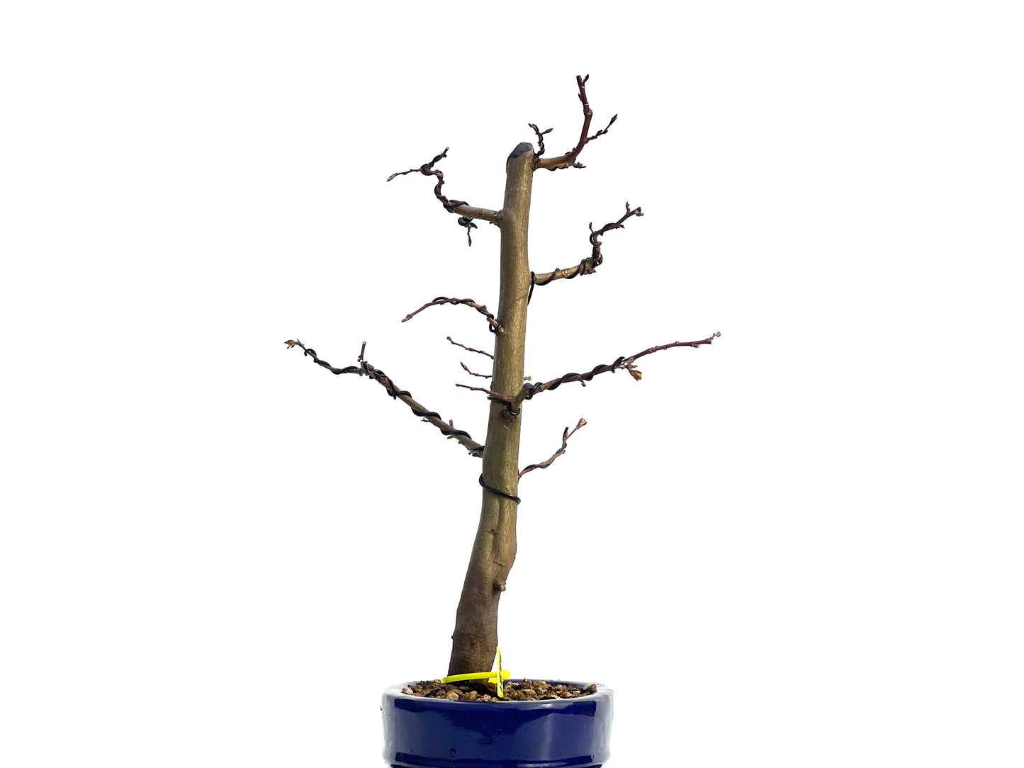 Carpinus Betulus 1886
