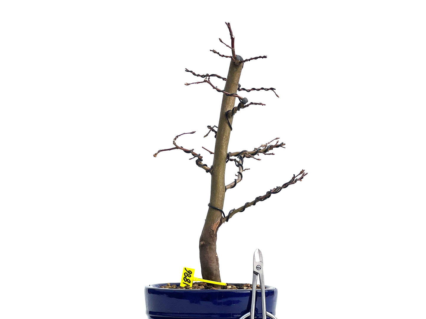 Carpinus Betulus 1886