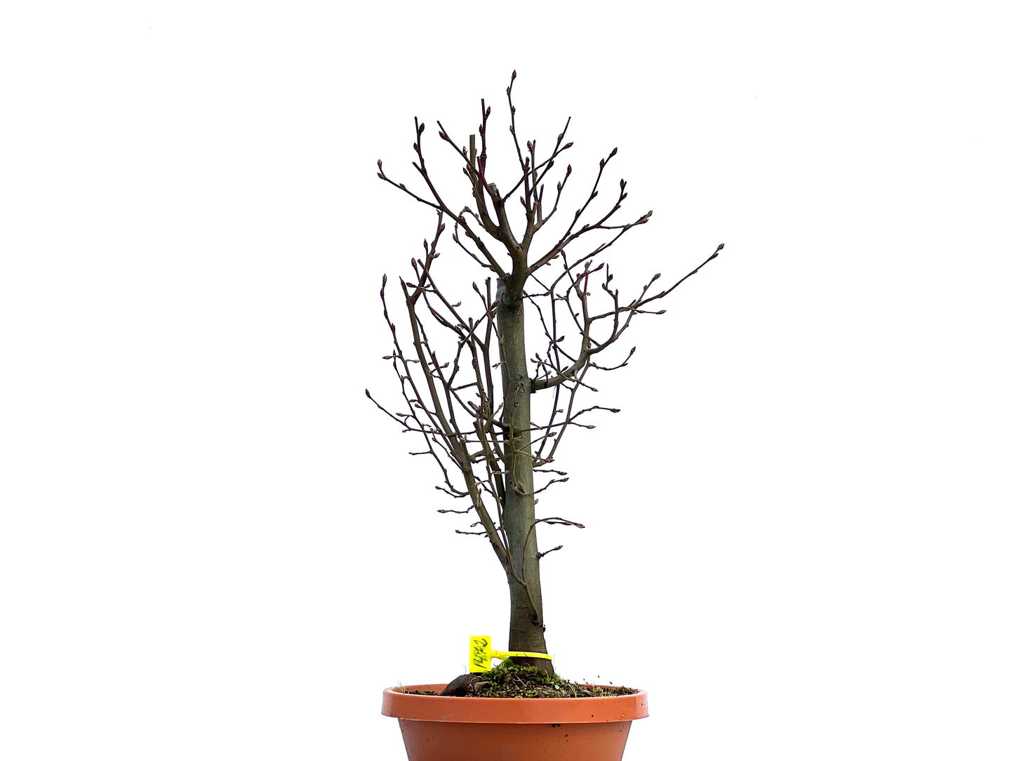 Carpinus Betulus 1472