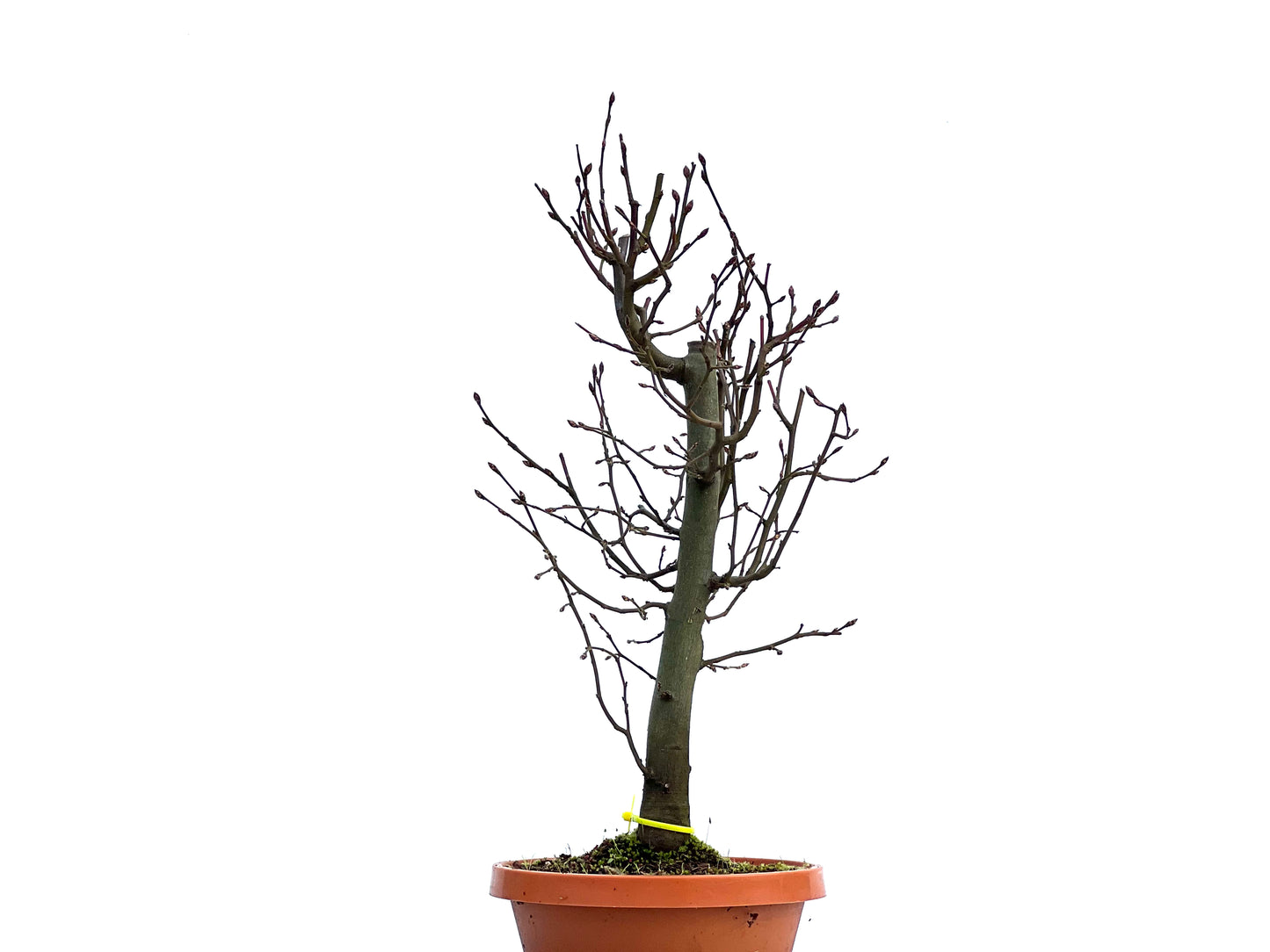 Carpinus Betulus 1472