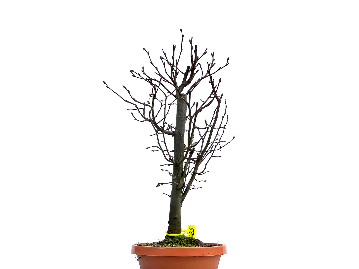 Carpinus Betulus 1472