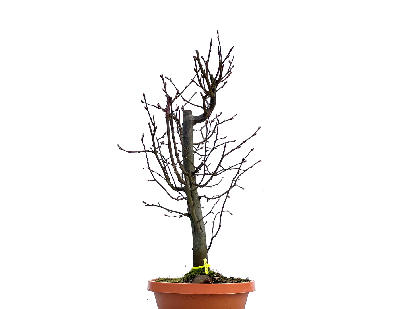 Carpinus Betulus 1472