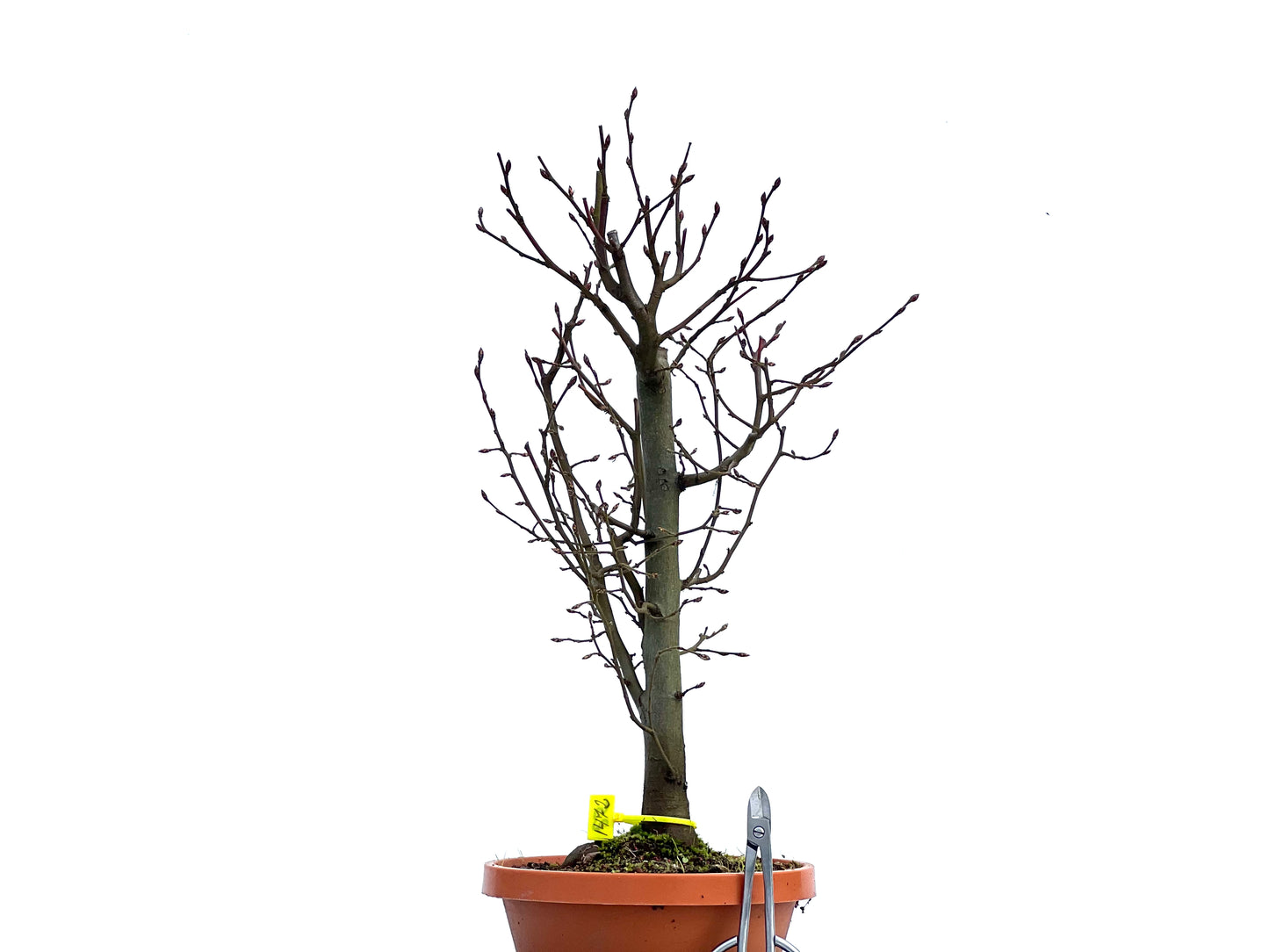 Carpinus Betulus 1472