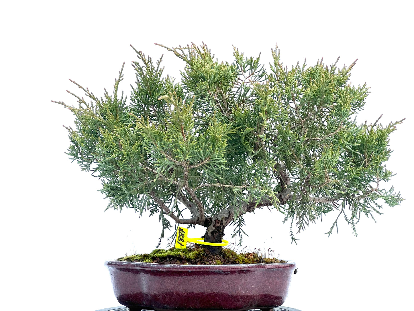 Juniperus Mint Julep 1887