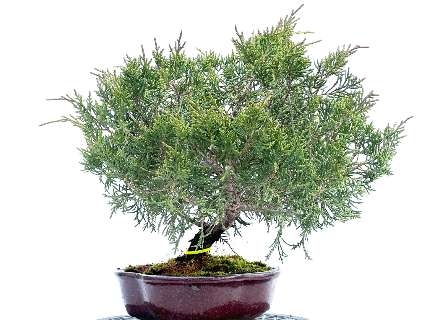 Juniperus Mint Julep 1887