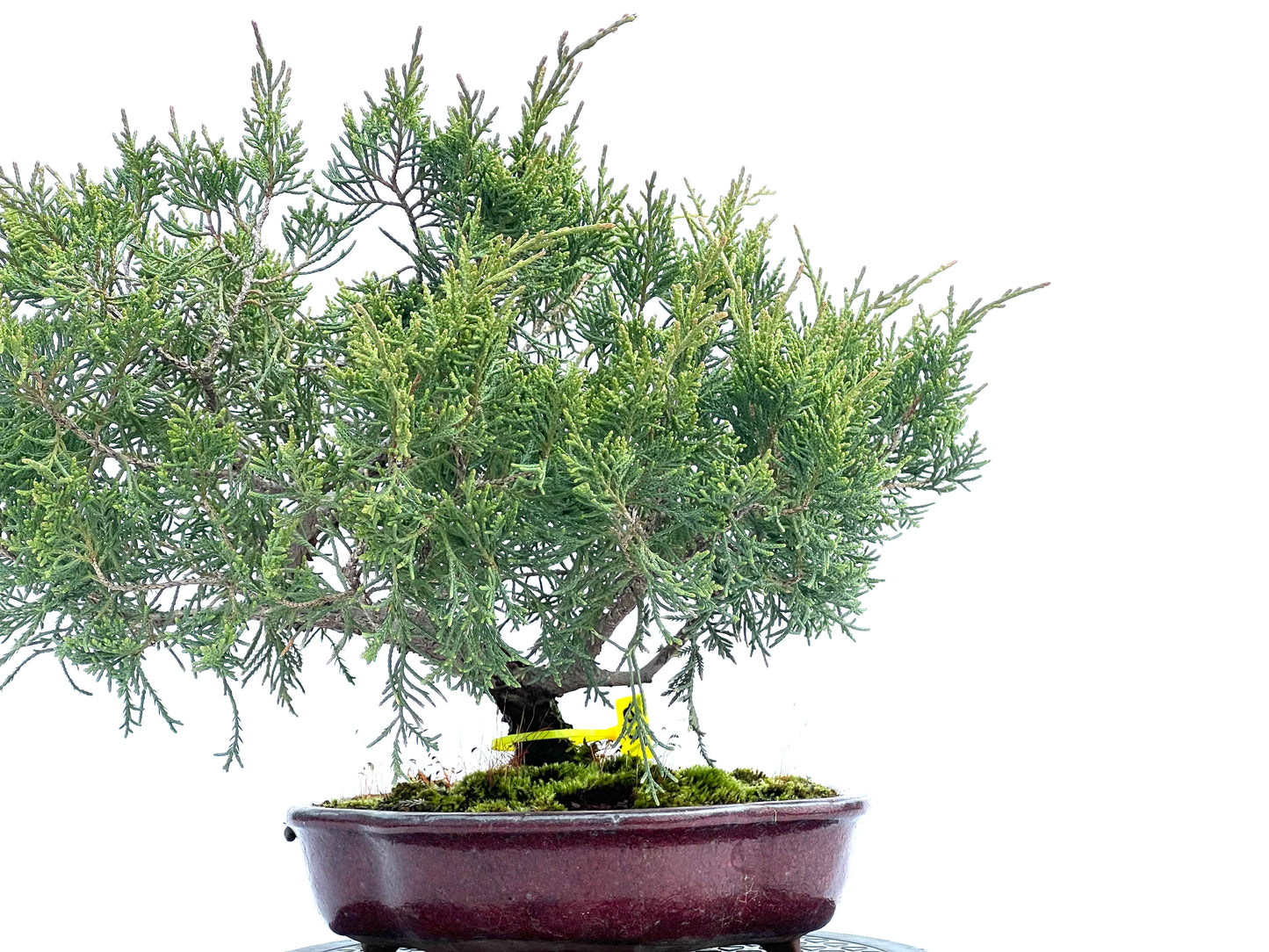 Juniperus Mint Julep 1887