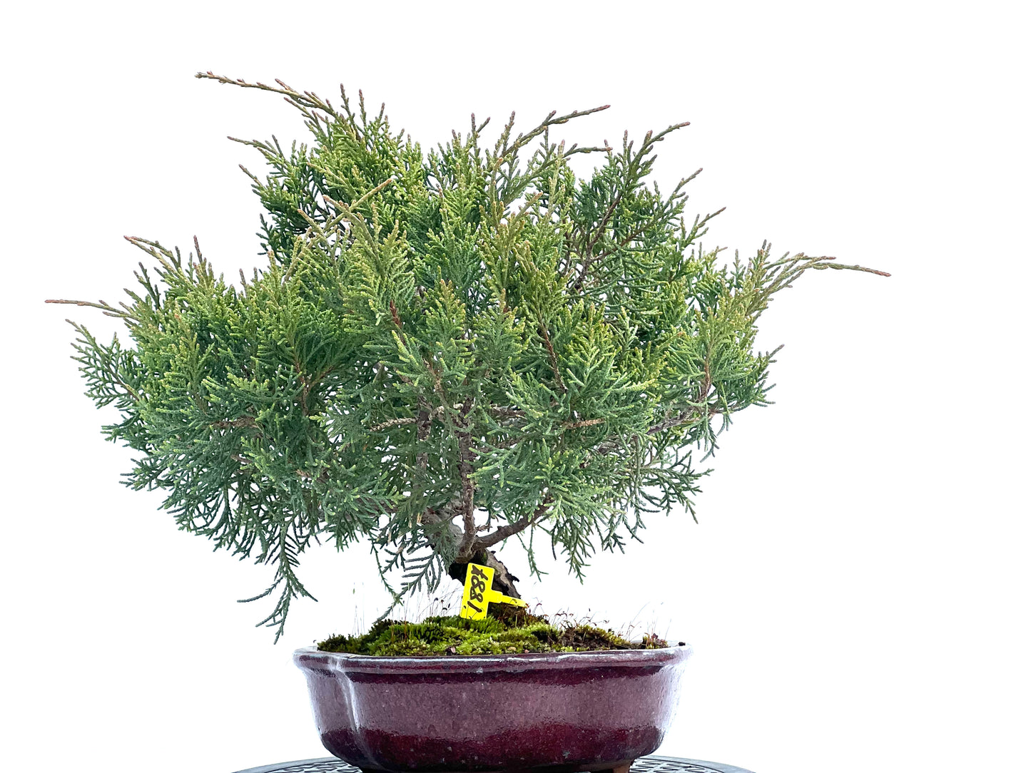 Juniperus Mint Julep 1887